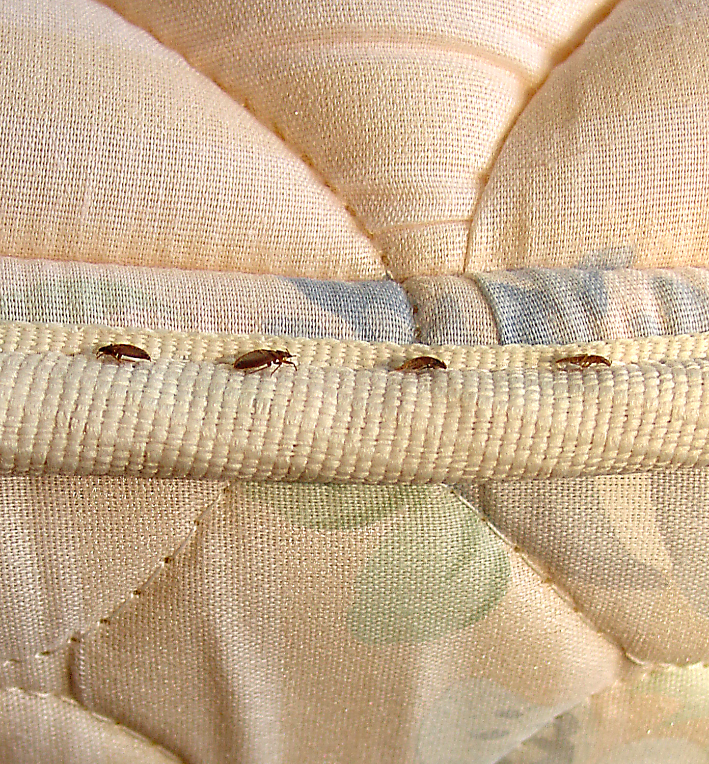 bed bugs on mattress