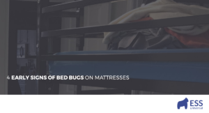 4 Early Signs of Bed Bugs on Mattresses