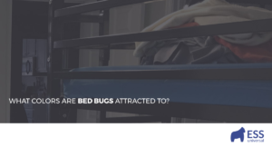 What Colors Are Bed Bugs Attracted To?