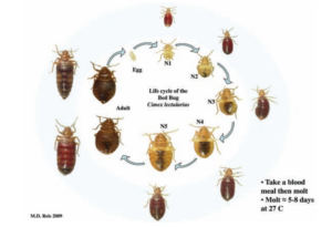 Bed Bug Life Cycle: Egg Production, Nymph Development & Life Span