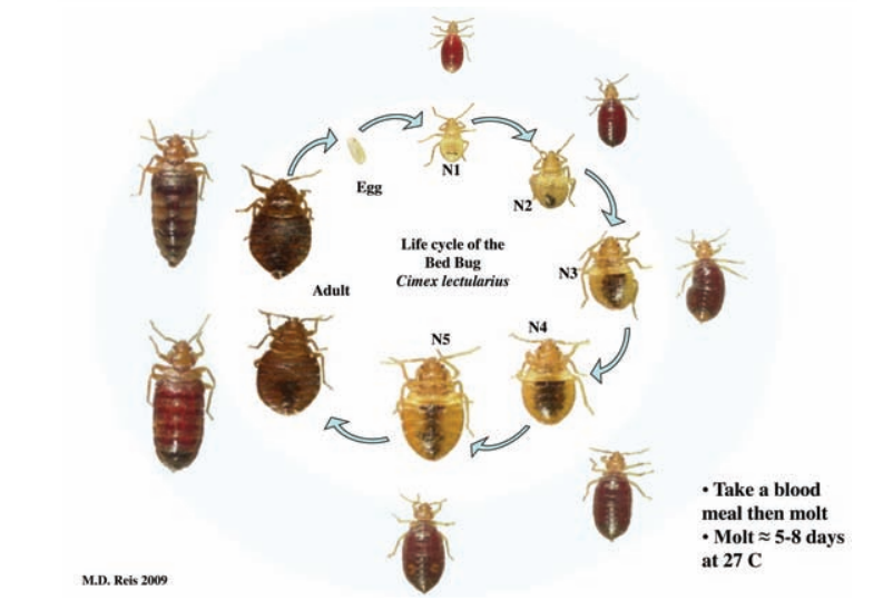 bed bug life cycle time frame - Lou Mccray