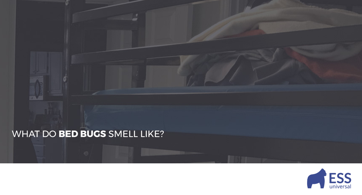 what-do-bed-bugs-smell-like-ess-universal