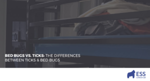 Bed Bugs vs. Ticks: The Differences Between Ticks & Bed Bugs