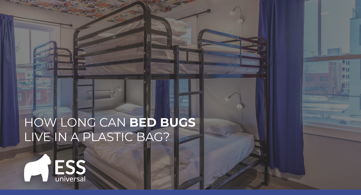 Bed Bugs Live In A Plastic Bag, Can Bed Bugs Survive In Plastic