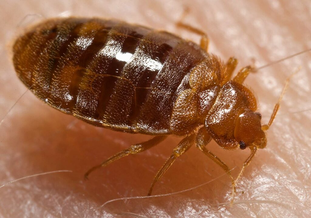 Adult bed bug picture