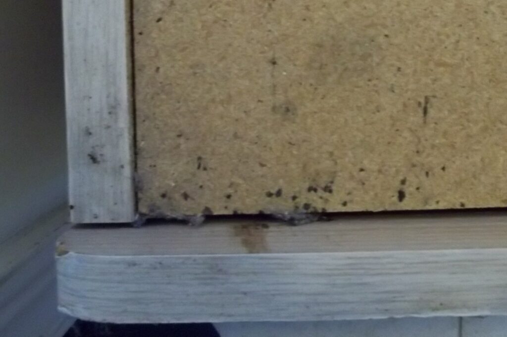 Bed Bug Droppings Image